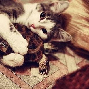 Sloth (USA-2) : We Need a Nap After Lounging After All Those Treats